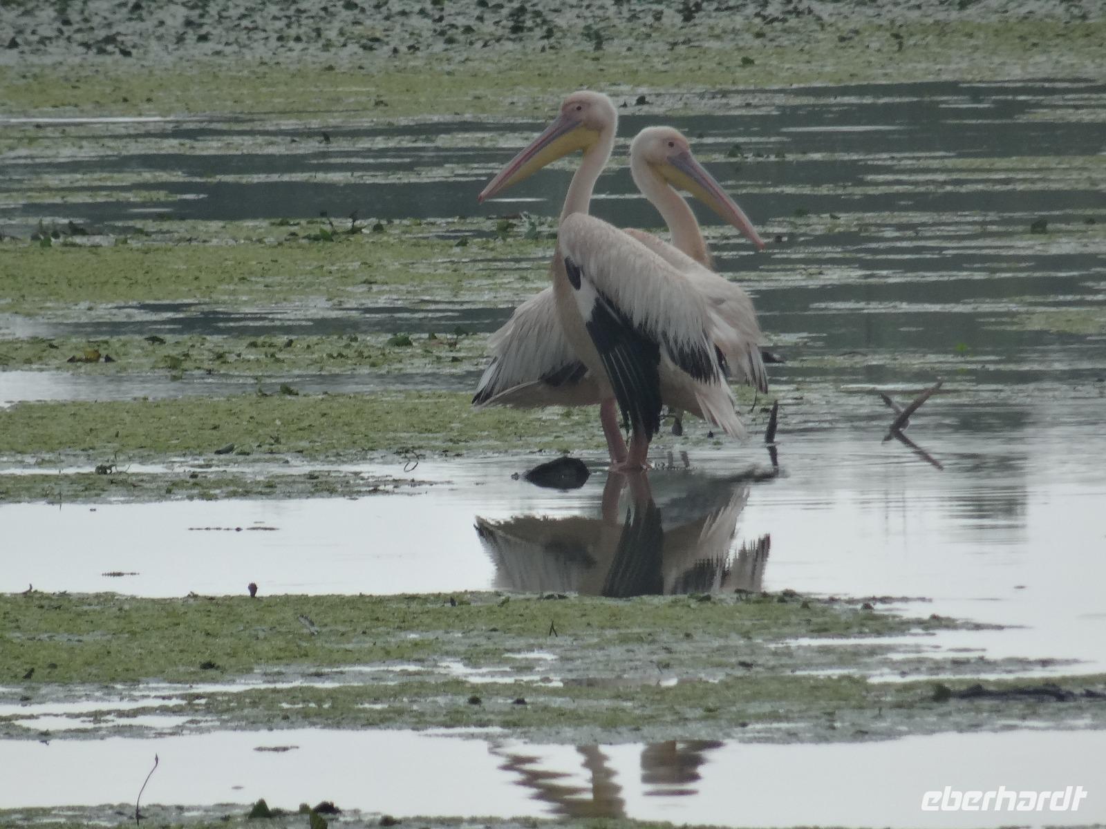 unterwegs im Donau-Delta - Pelikane