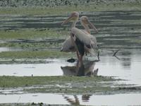 unterwegs im Donau-Delta - Pelikane