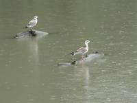 unterwegs im Donau-Delta