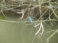 Rumänien Mai 2019 - Donaudelta - Eisvogel-Spotting