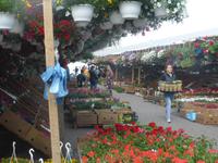 Rumänien Mai 2019 - Bacau - Blumenmarkt