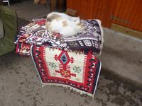 Rumänien Mai 2019 - Das Leben ist schön!