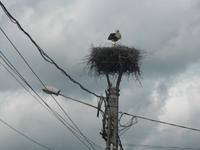 Rumänien Mai 2019 - Störche - unser treuer Begleiter auf der gesamten Reise