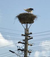 Christian: Im Dorf der Störche