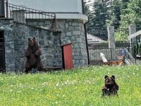 In Rumänien gibt es viele wild lebende Bären, diese zwei allerdings sind ganz brav, Sinaia
