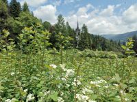 Karpatenlandschaft bei Sinaia