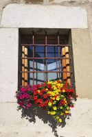 Petunien im Kloster Sucevita