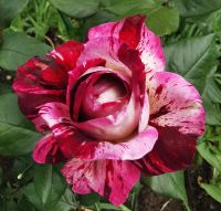 Herrlich marmorierte Rose im Kloster Agapia