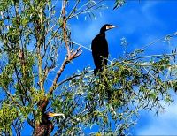 Kormoran im Donaudelta