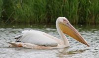 Pelikan im Donaudelta