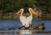 Pelikane im Donaudelta