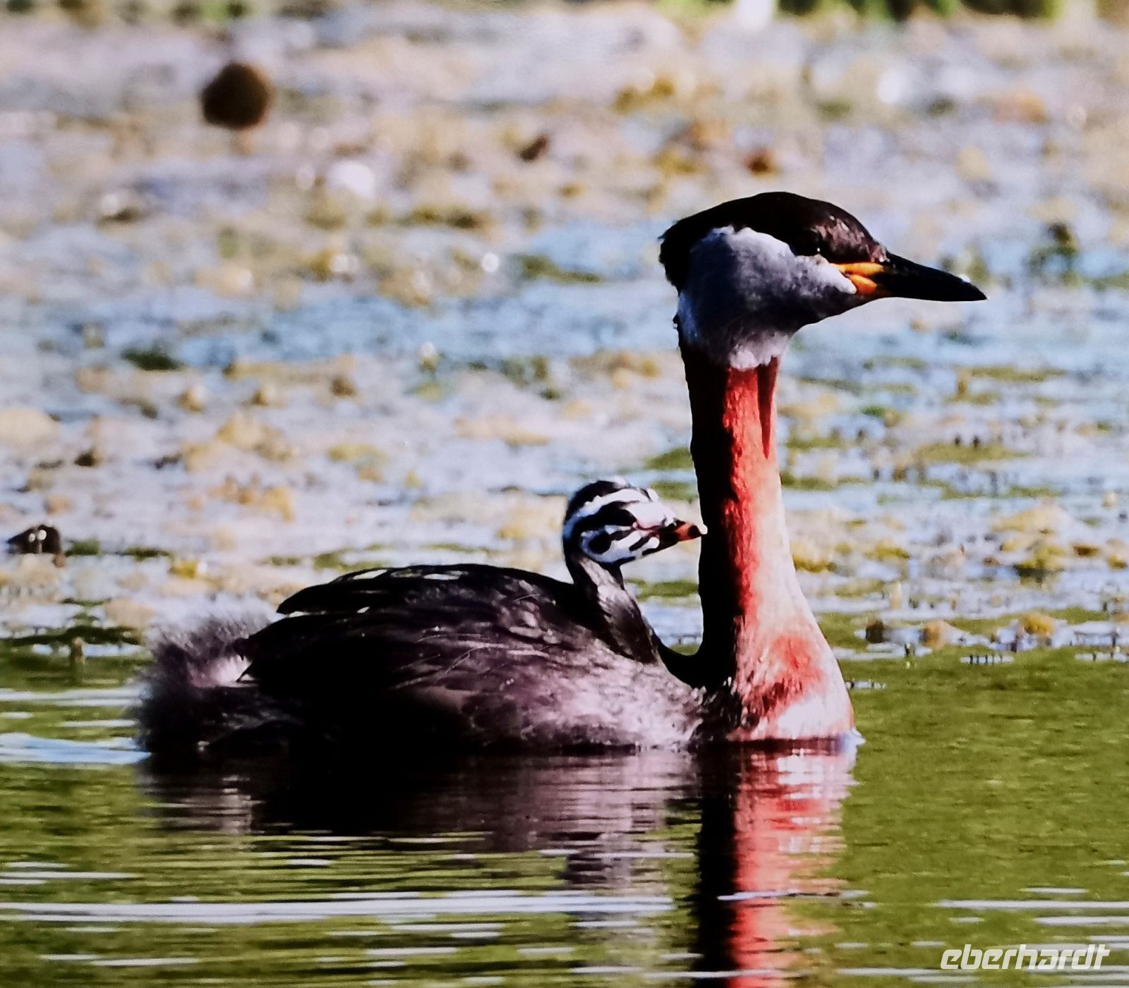 Rothalstaucher mit Nachwuchs im Donaudelta