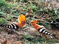 Wiedohopfe, Donaudelta