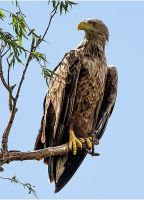 Weißschwanzseeadler, Donaudelta