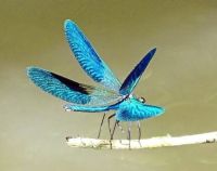 Blaue Prachtlibellen im Donaudelta