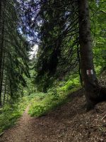 Ein schmaler und sehr steiler Pfad führt uns wieder ins Tal