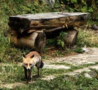 Uns begegnet ein Fuchs, der wenig Scheu vor solch einer großen Gruppe hat