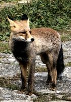 Begegnung im Wald bei Sinaia