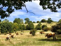 Ländliche Idylle bei Zarnesti