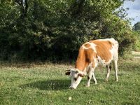 Hier weiden die Kühe noch draußen, Zarnesti