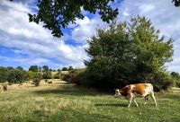 Landschaft bei Zarnesti