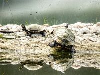 Im Bärenreservat leben auch Schildkröten