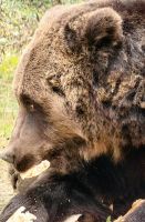 Braunbär in Zarnesti