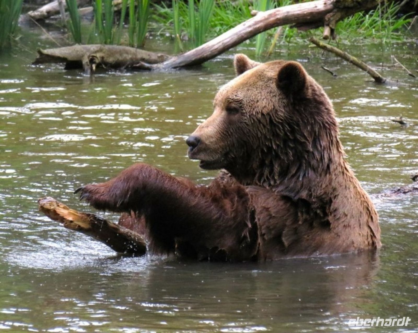 Bären lieben Wasser, Reservat Zarnesti