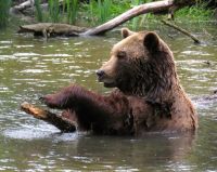 Bären lieben Wasser, Reservat Zarnesti