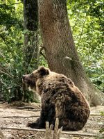 Bär im Reservat Zarnesti