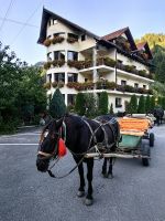 Stella ist platt nach drei Kilometern mit 9 hungrigen Gästen