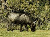 Wasserbüffel bei Boian
