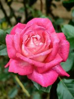 Wunderschöne Rose in Biertan