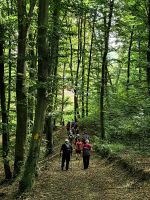 Wir wandern in einem schönen Wald voller Buchen