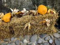 Herbstdekoration in Sigihoara 