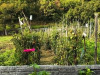 Ein Bauerngarten, wo alles üppig wächst