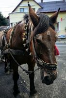 Wir werden per Kutsche zum Essen gebracht