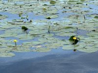 Rumänien - Katamaranfahrt im Donaudelta