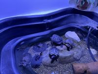 Rumänien - Tulcea - Donaumuseum