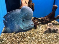 Rumänien - Tulcea - Donaumuseum