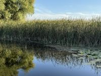 Schilf im Donaudelta