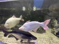 Aquarium im Donaudelta Museum