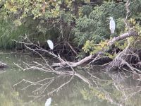 vielfältige Vogelwelt im Delta der Donau