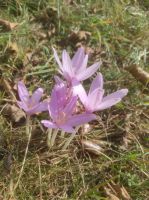 Wanderung nach Sibiel (Budenbach)