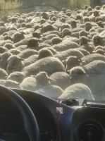 Unterwegs nach Bazna Schafherde