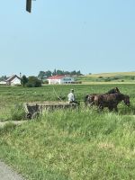 Pferdegespann, Rumänien