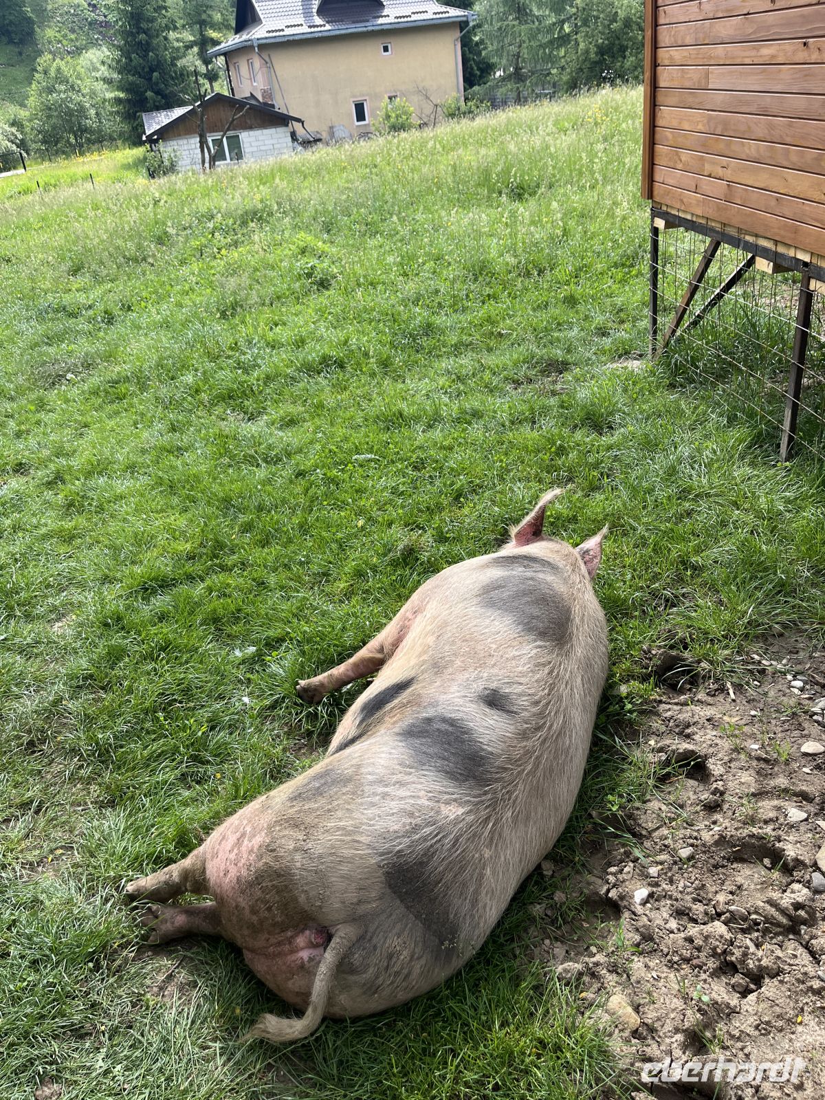 Schwein, Kloster Voronet, Rumänien