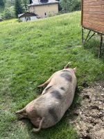 Schwein, Kloster Voronet, Rumänien