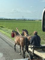 Pferdegespann, Rumänien