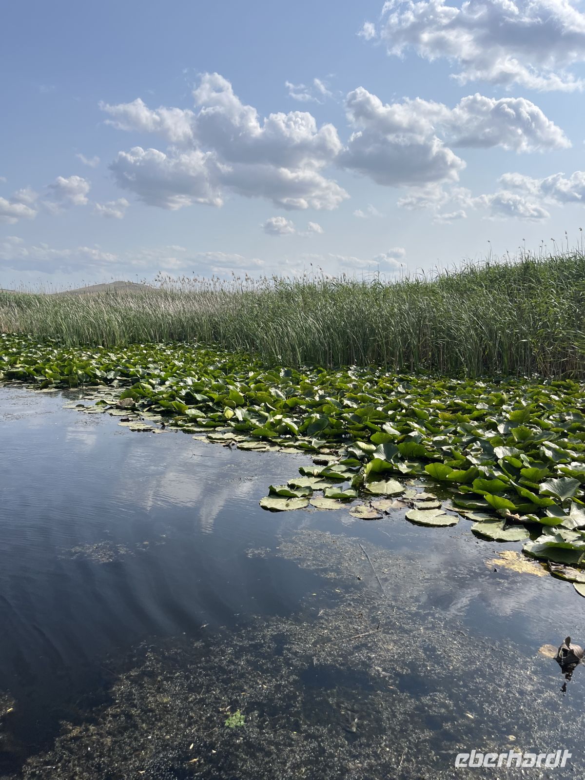 Bootsfahrt, Donaudelta, Tulcea, Rumänien